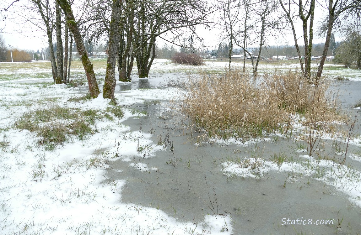 Snow around the wet prairie puddle