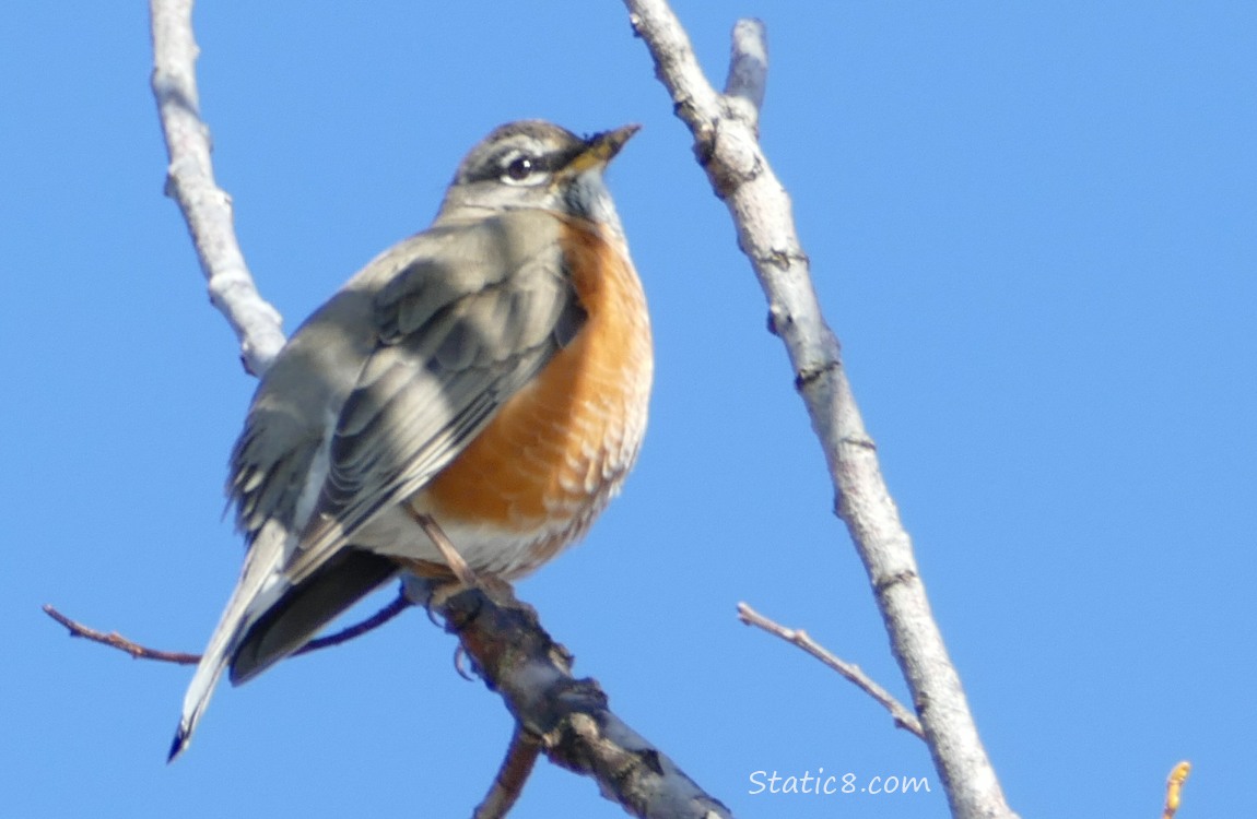 American Robin standing on a twig, blue sky behind