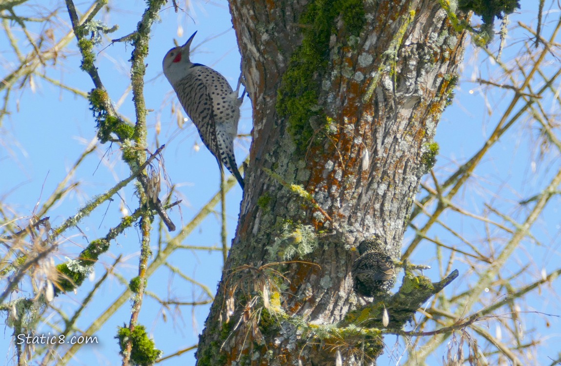 Flicker standing on the side of a tree trunk, with a barely seen Starling