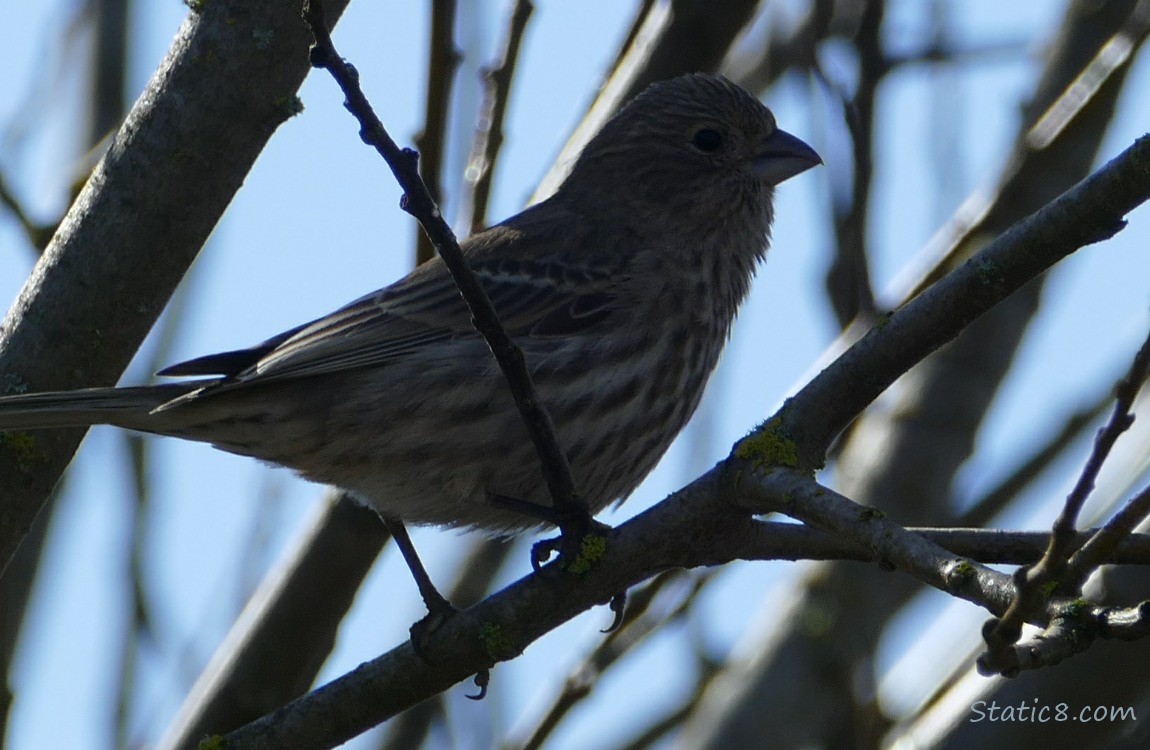 House Finch standing in bare branches with blue sky behind