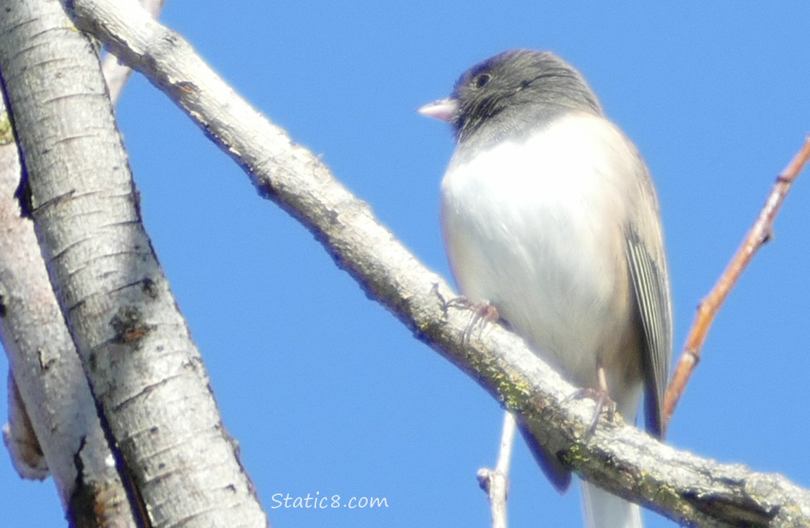 Junco standing on a branch, blue sky behind