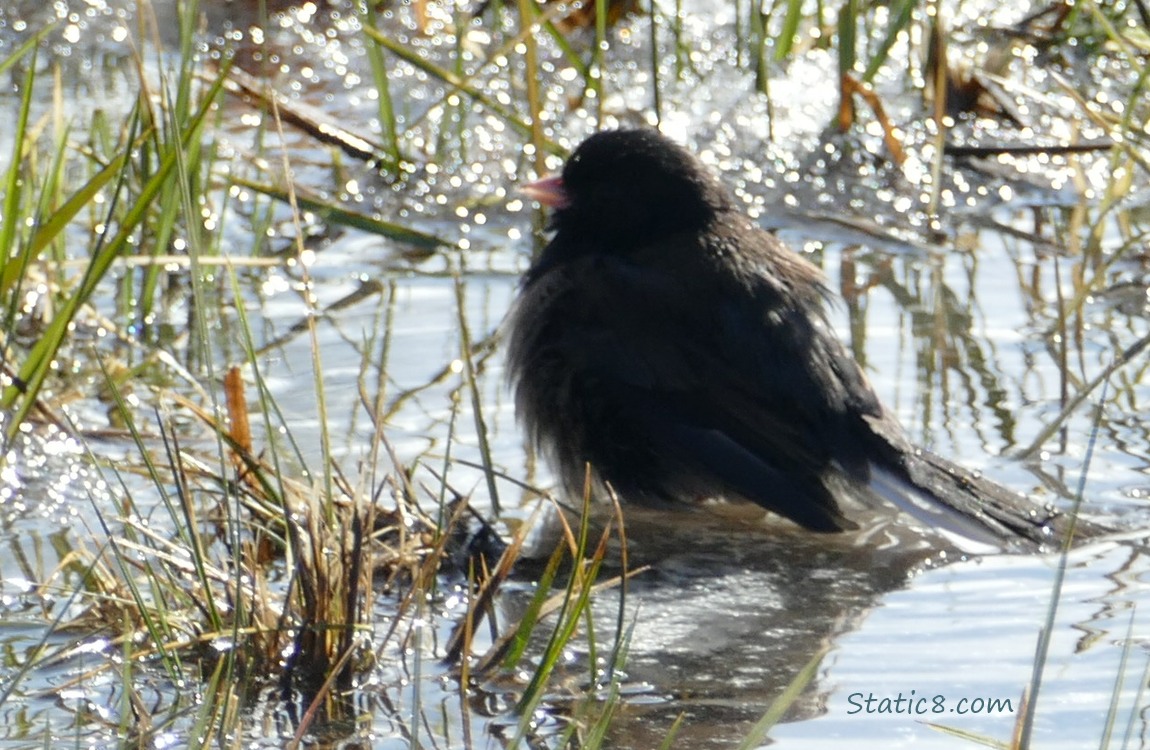 Junco standing in a grassy puddle