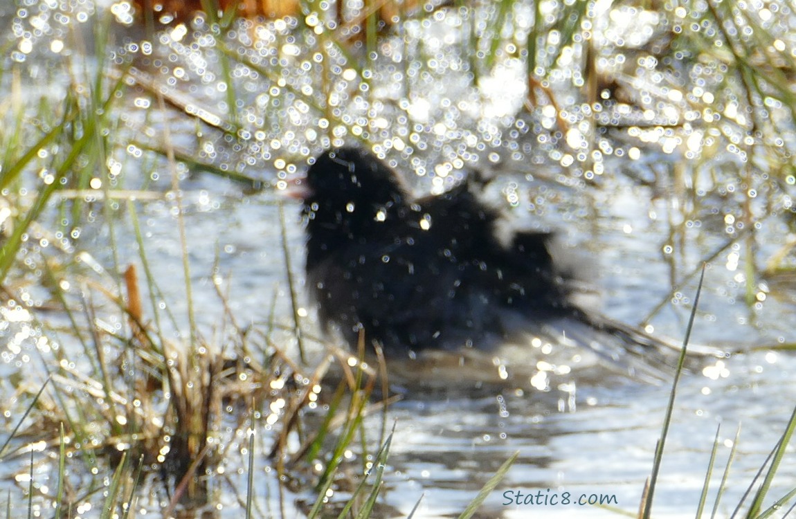 Junco shaking off water in a grassy puddle