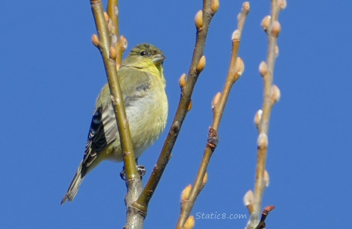 Lesser Goldfinch standing on a willow twig, blue sky behind