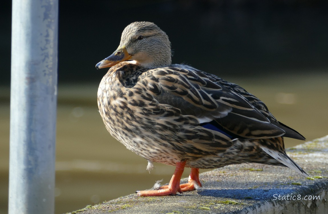 Female Mallard standing on a concrete ledge