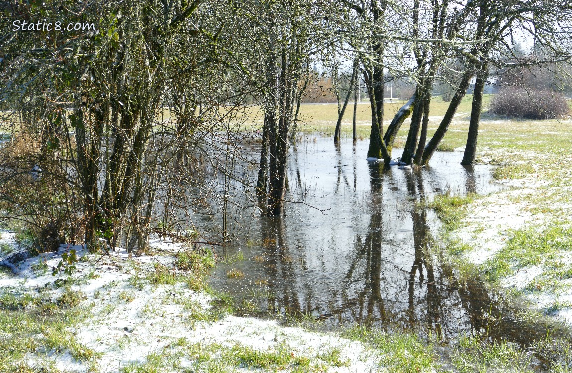 A bit of snow around a grassy puddle