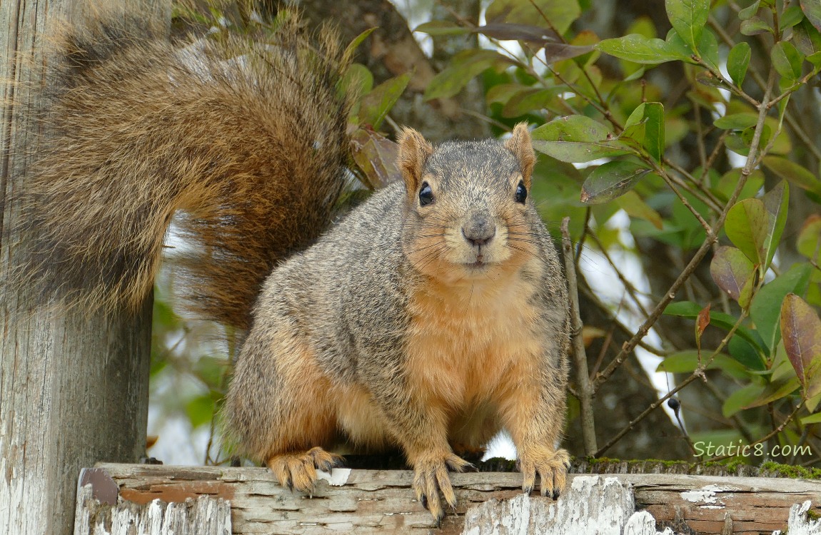 Squirrel standing on a wood fence