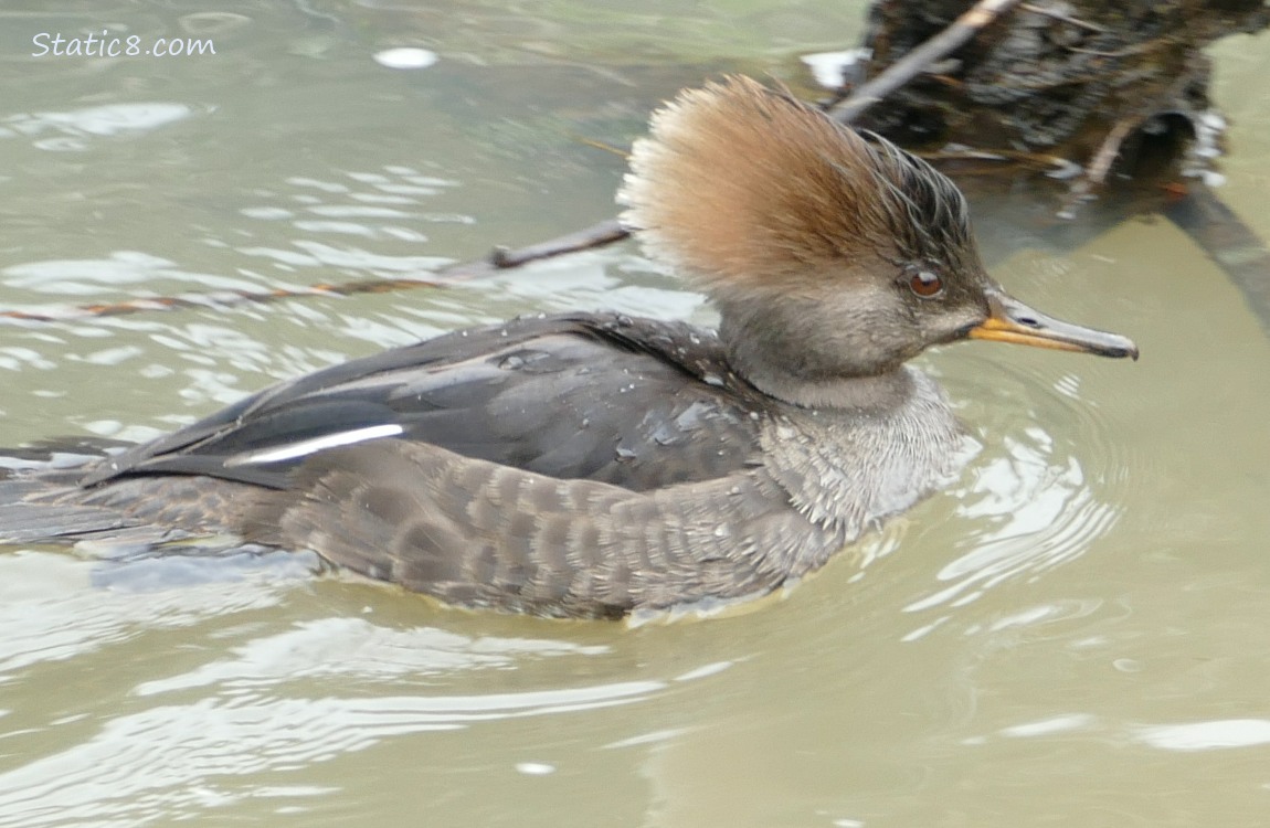 Female Hooded Merganser paddling on the water