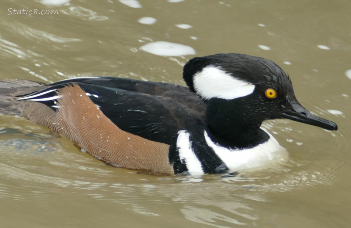Male Hooded Merganser paddling on the water