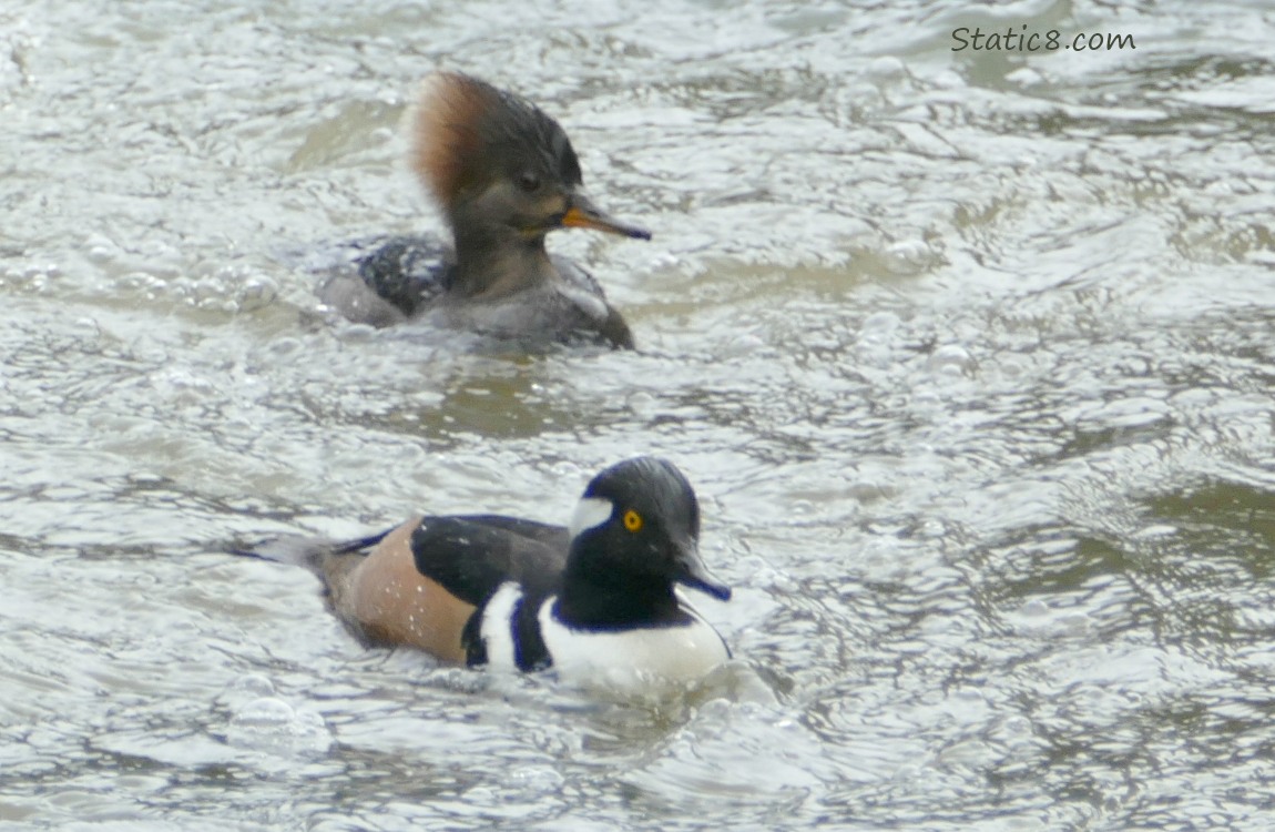 Pair of Hooded Mergansers paddling on the water
