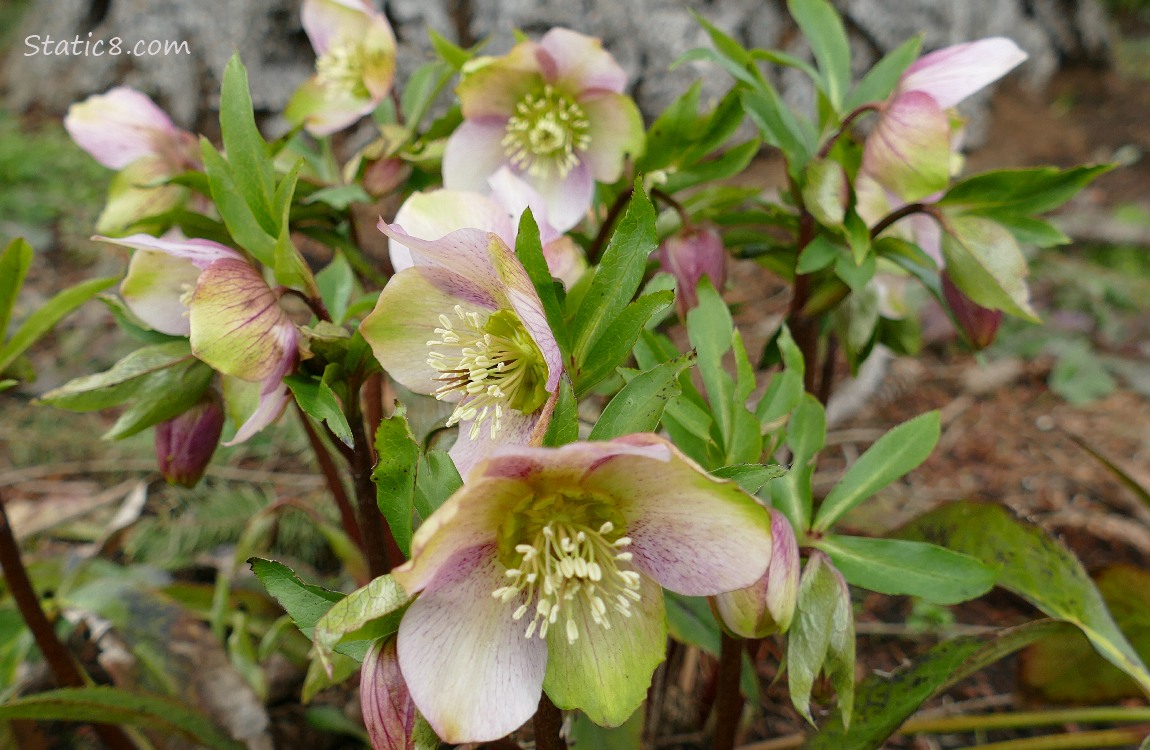 White, speckled pink Lenten Rose blooms