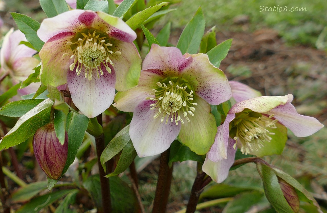 White, speckled pink Lenten Rose blooms