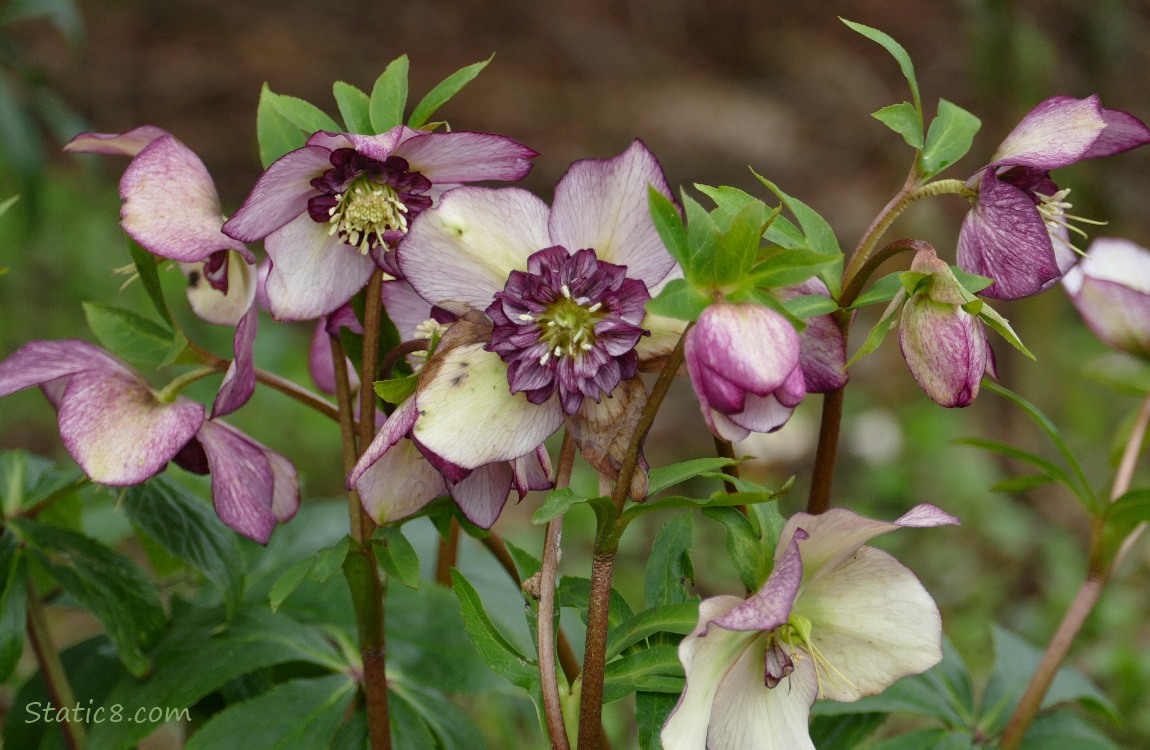 White, speckled purple, double petal Lenten Rose blooms