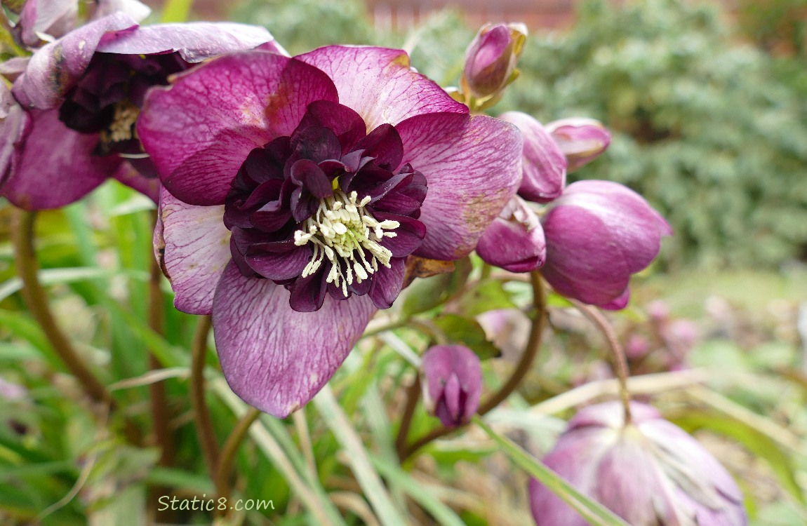 Purple Lenten Rose blooms