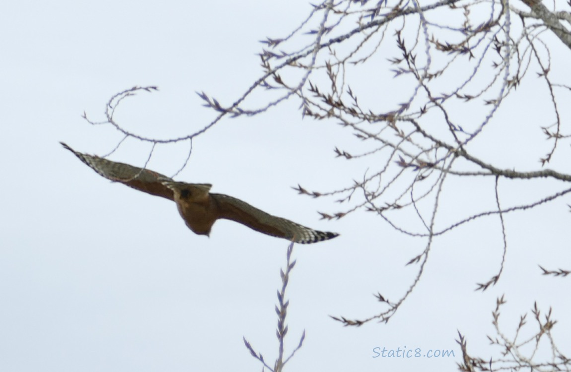 Red Shoulder Hawk flying away