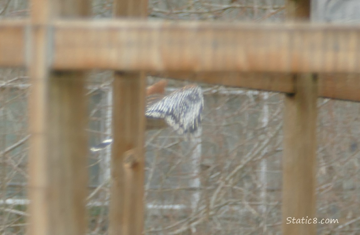 Red Shoulder Hawk flying behind a wood fence