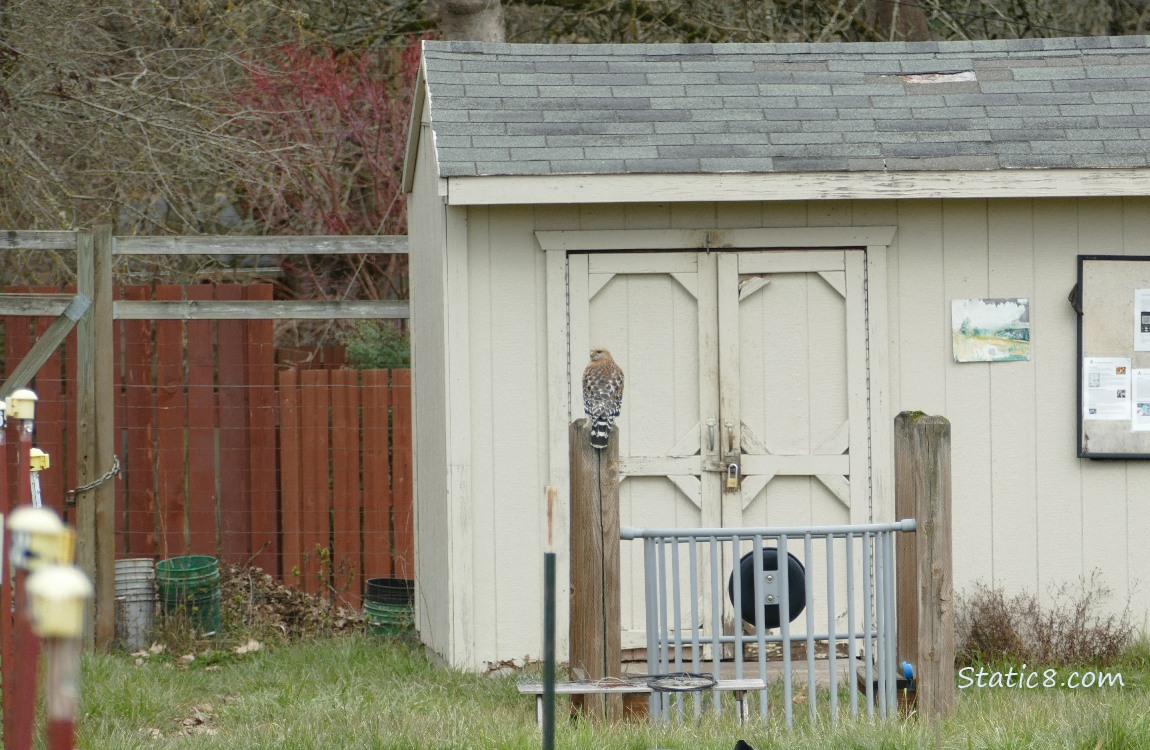 Red Shoulder Hawk standing on a wood post in front of a garden shed