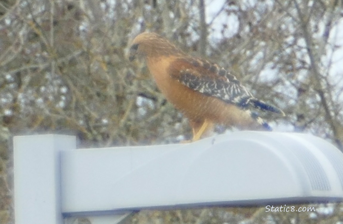 Red Shoulder Hawk standing on a path lamp