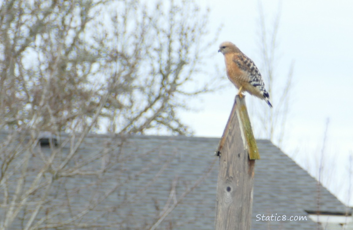 Red Shoulder Hawk standing on a wood post