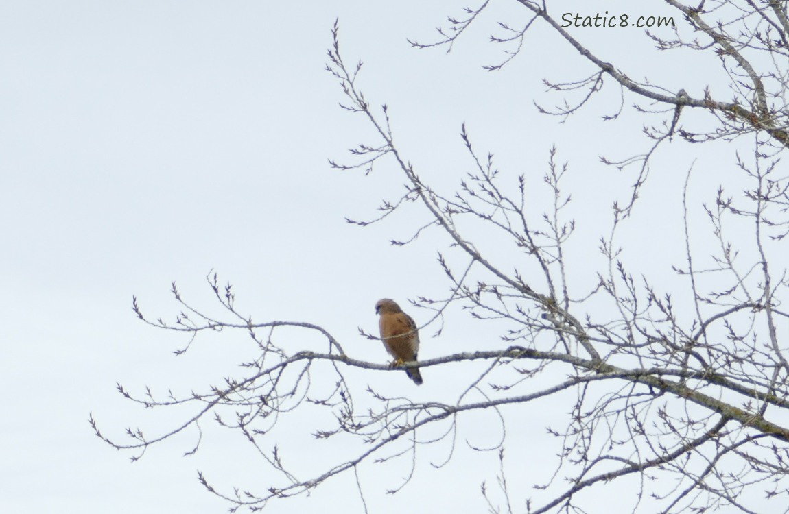 Red Shoulder Hawk silhouetted in a tree