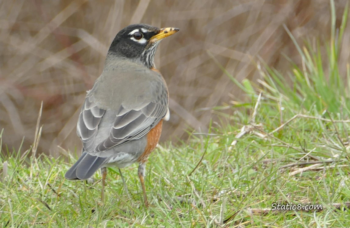 American Robin standing in the grass