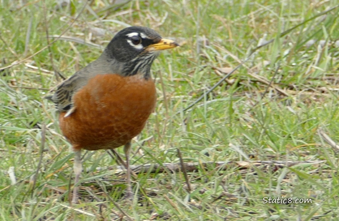 American Robin standing in the grass