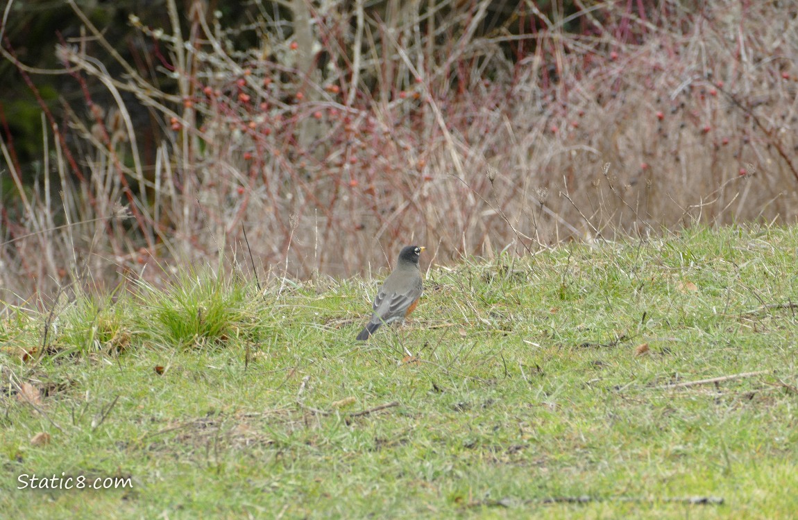 American Robin standing in the grass with dead rose vines in the background