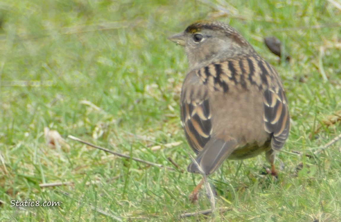 Golden Crown Sparrow standing in the grass