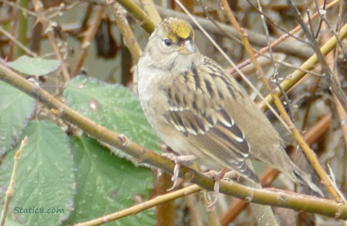 Golden Crown Sparrow standing on a twig