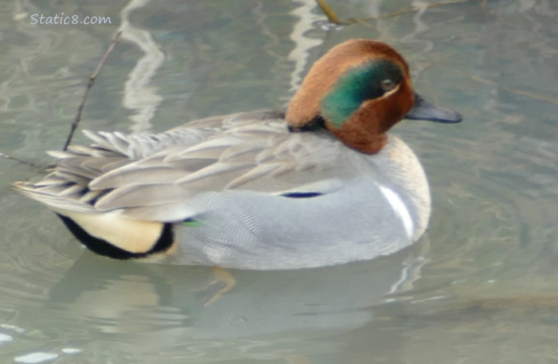 Male Green Wing Teal paddling on the water
