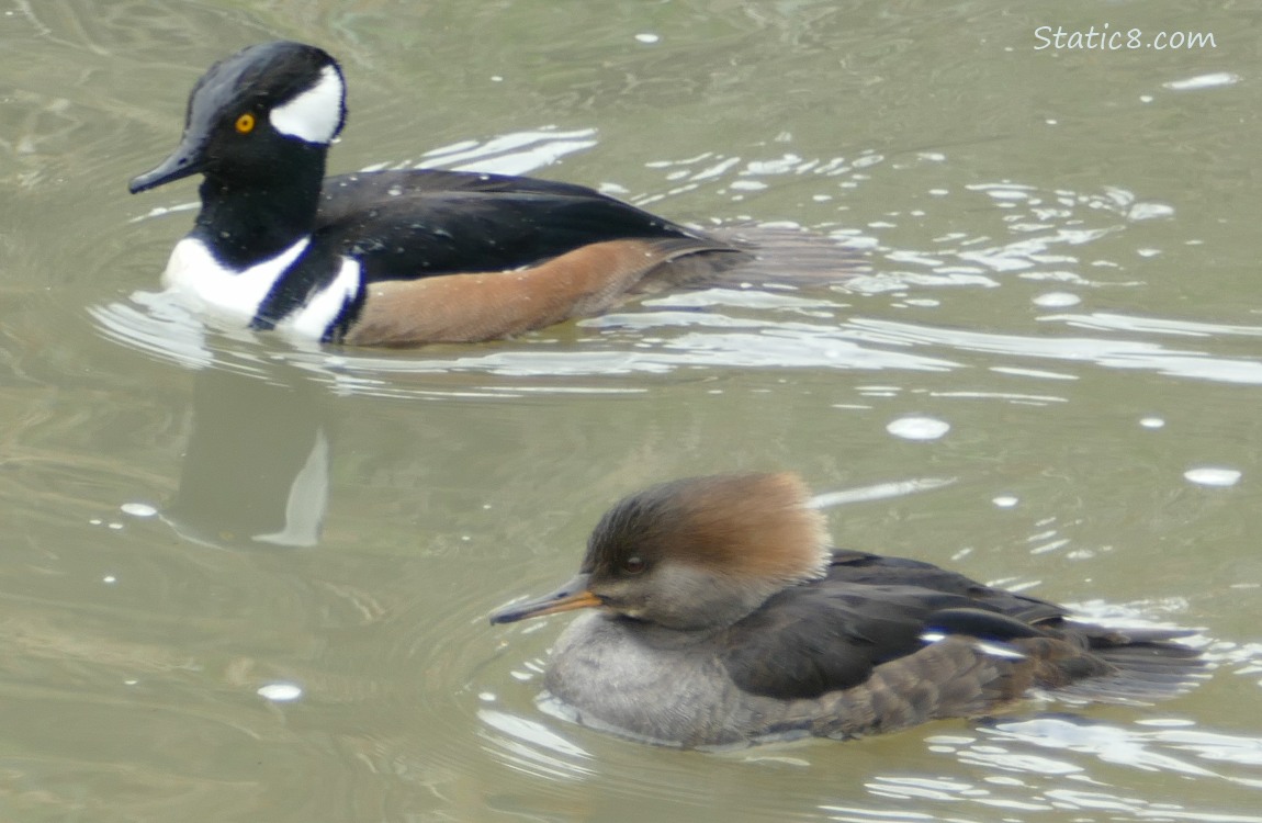 Hooded Merganser pair paddling on the water