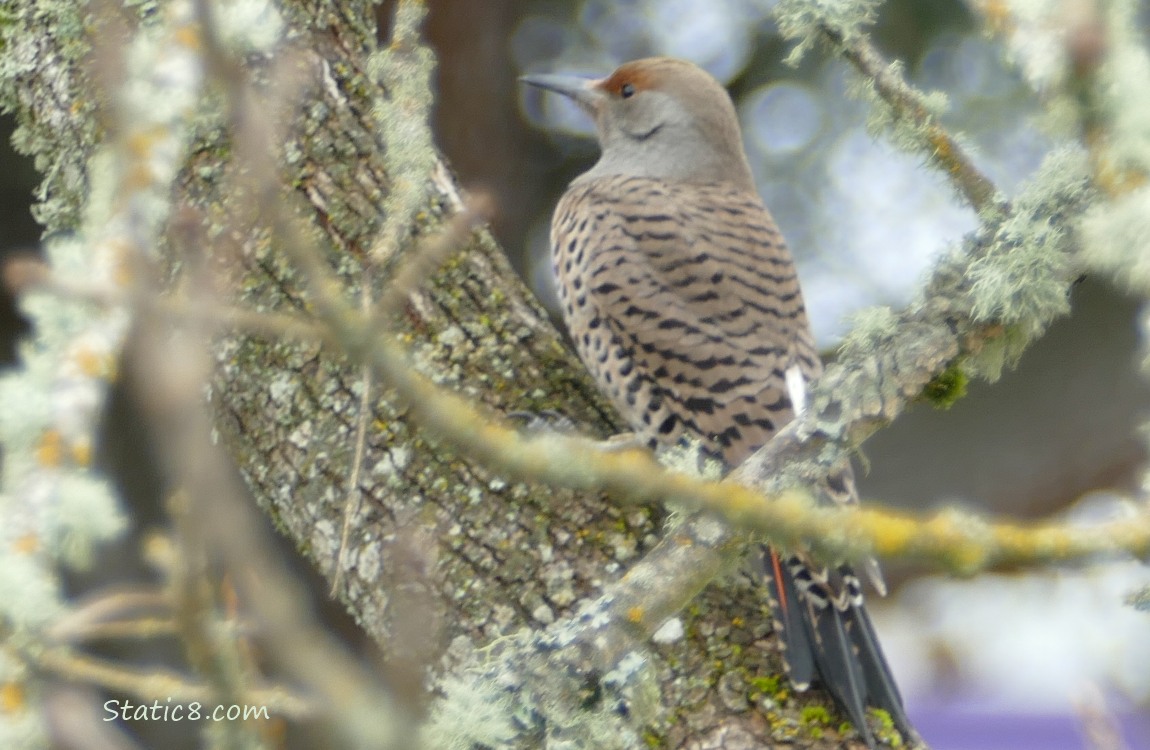 Female Norther Ficker standing on a tree trunk, surrounded by mossy branches