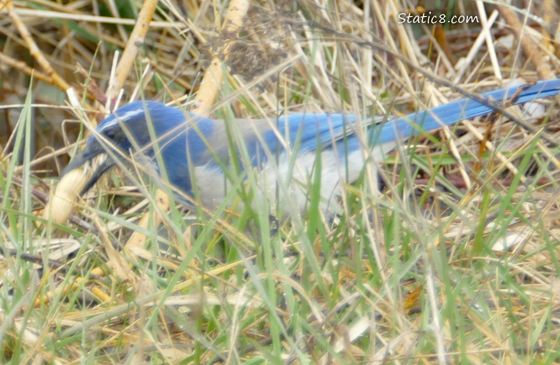 Scrub Jay behind grass, holding a peanut in her beak