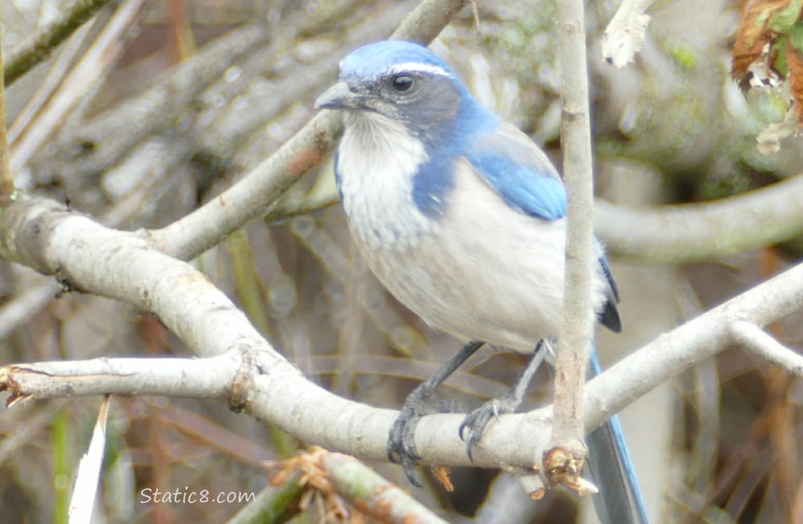 Scrub Jay standing on a branch