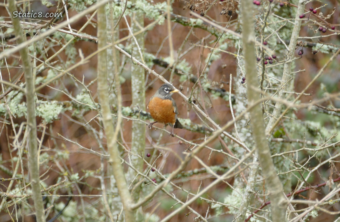 American Robin surrounded by winter bare branches