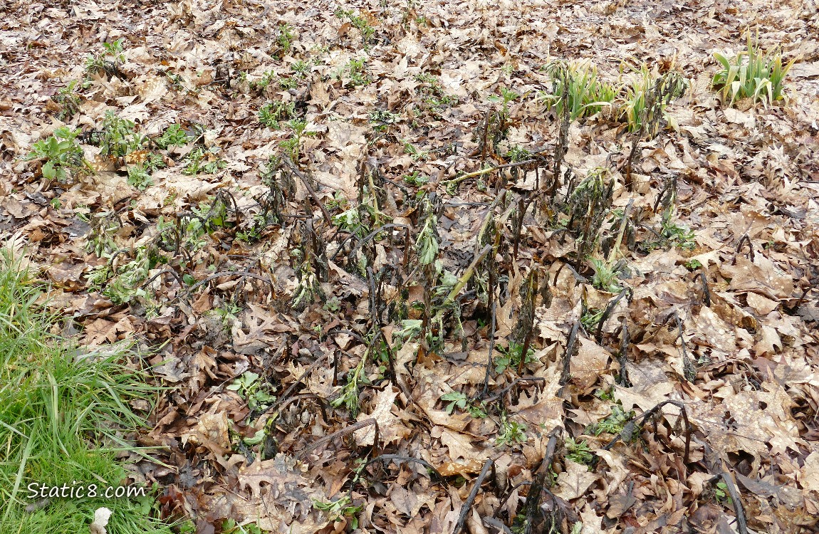 Garden plot