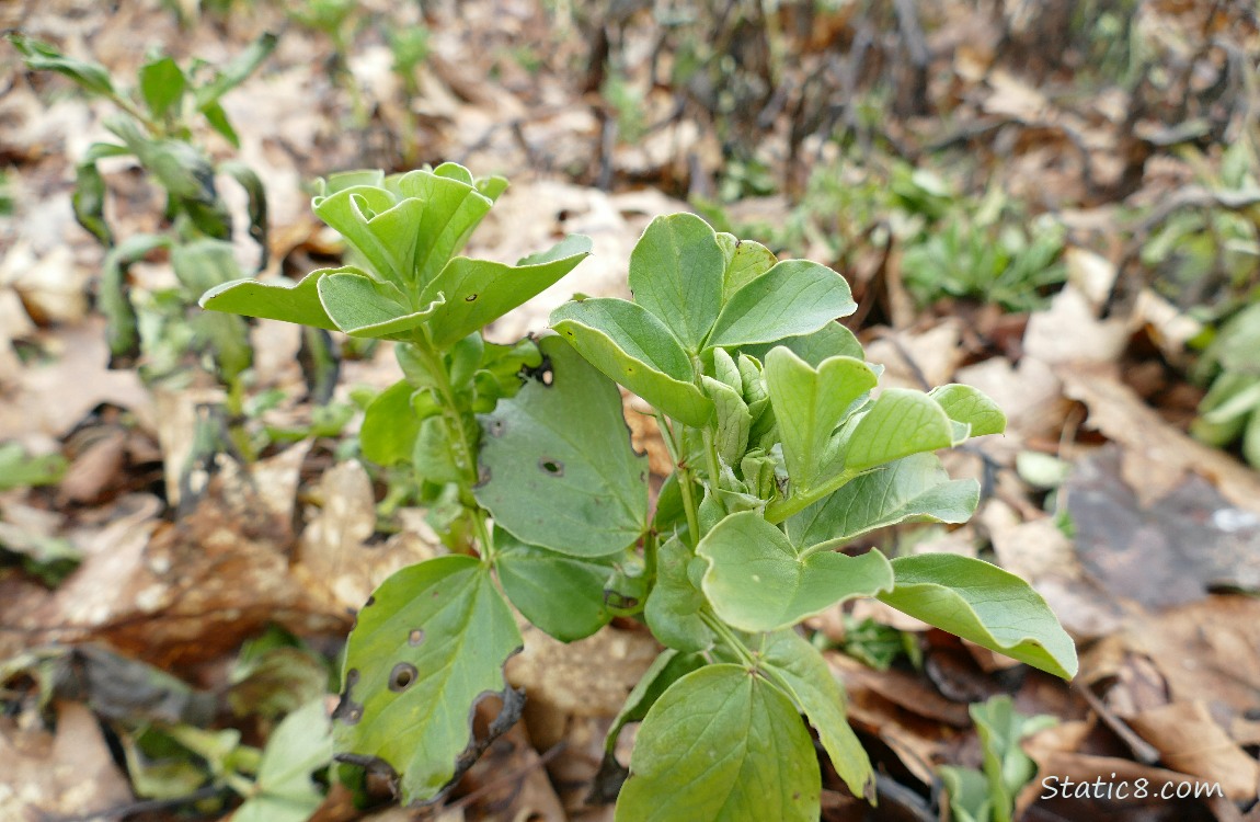 Fava plants surrounded by leaf mulch