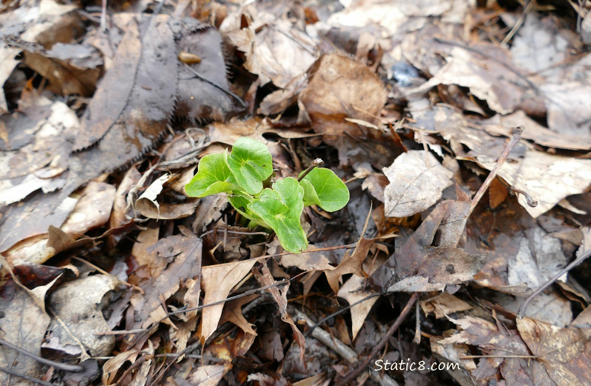 small leaves of Lesser Celandine coming up thru the leaf mulch