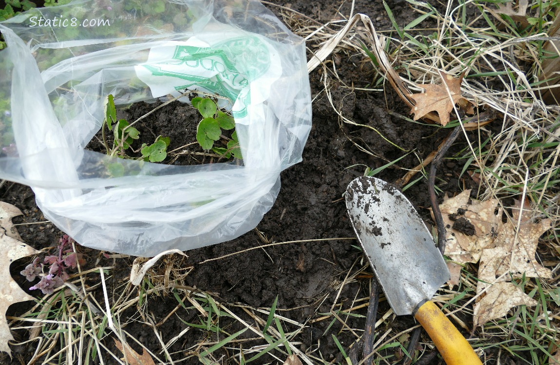 A hand spade laying on the ground next to a dug hole and green plants in a plastic shopping bag