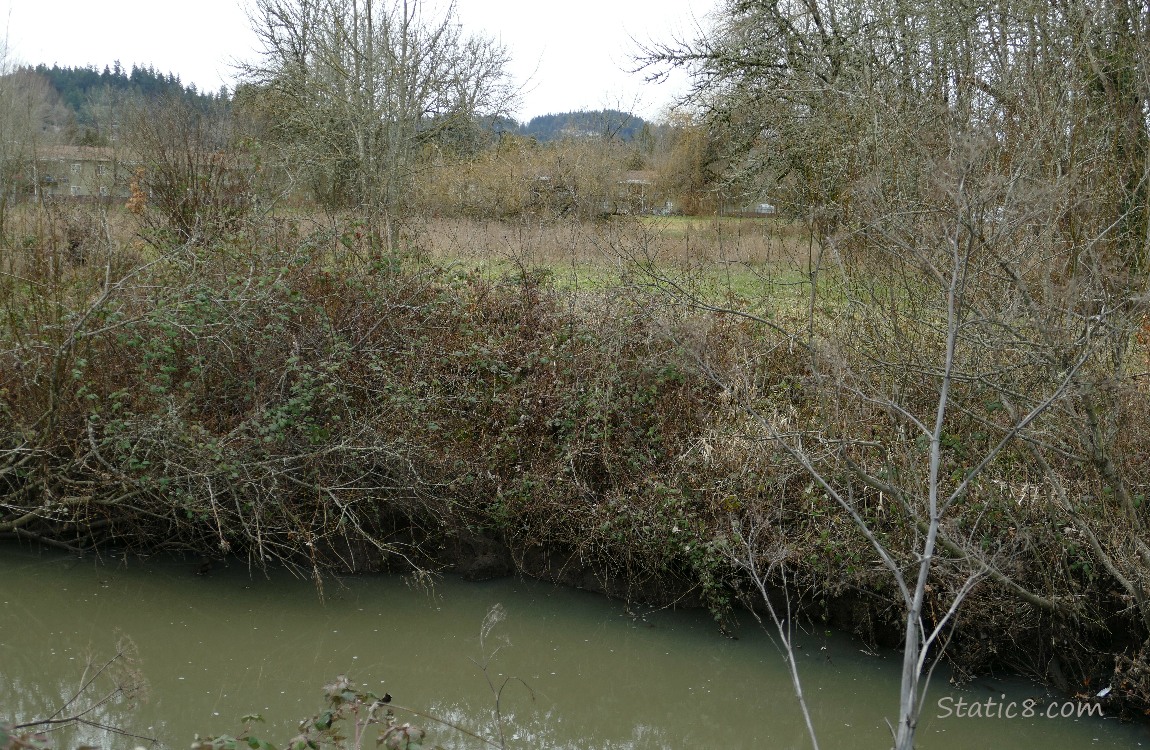 Winter shrubs on the other side of the creek