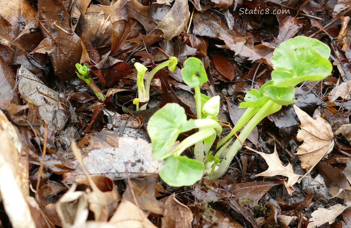 Lesser Celandines are growing up under the leaf mulch