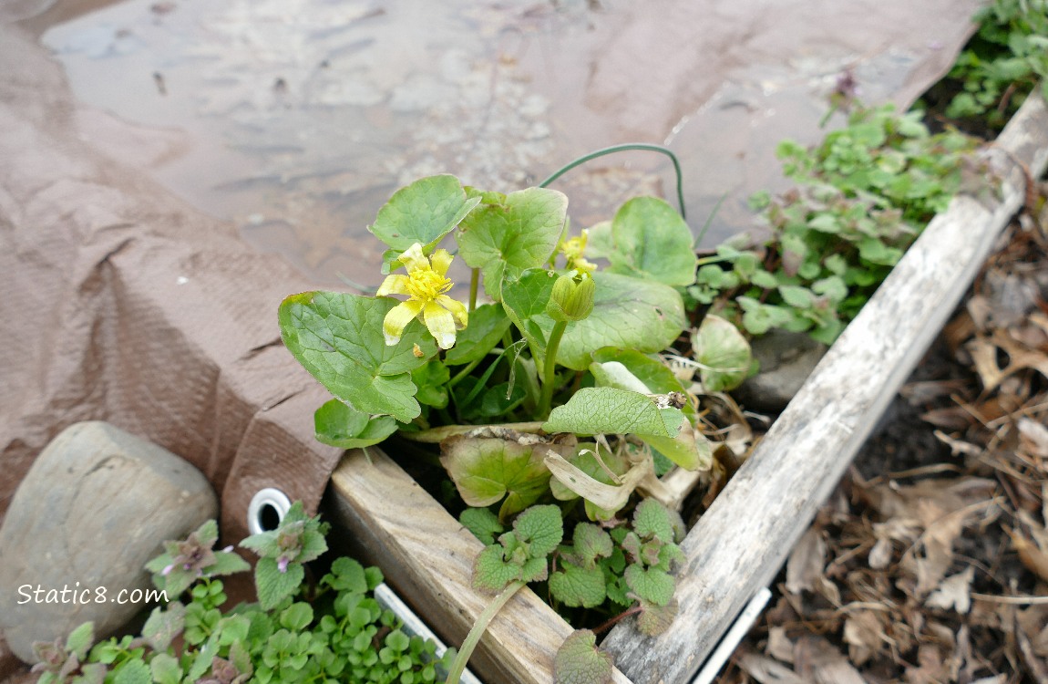 Lesser Celandine blooming in the corner of a raised bed