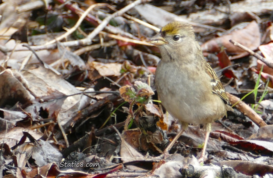 Golden Crown Sparrow standing on the ground in leaf litter