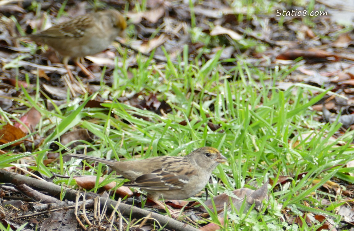Golden Crown Sparrows standing on the ground with sticks and grass