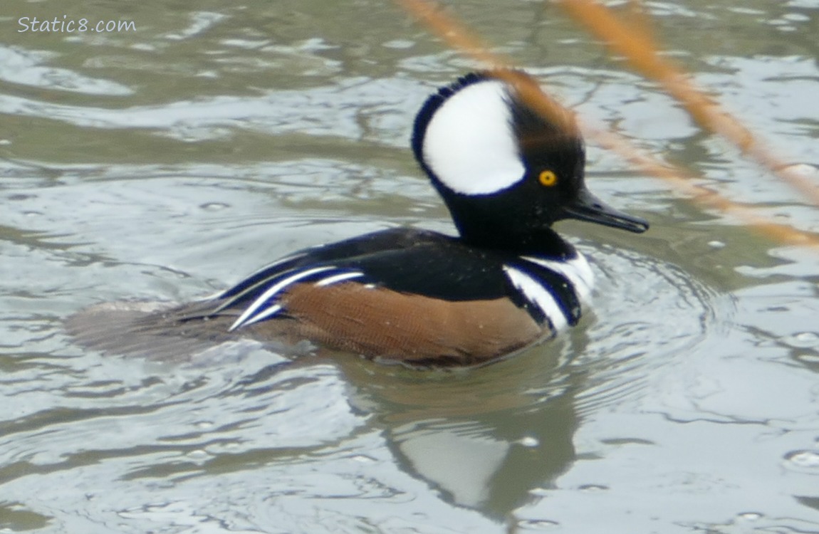 Male Hooded Merganser paddling on the water, with nothing in his beak