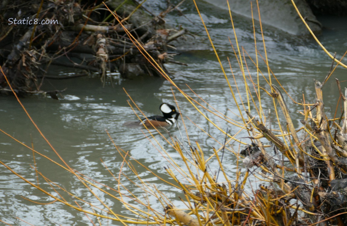 Hooded Merganser paddling on the water, holding a crawdad in his beak
