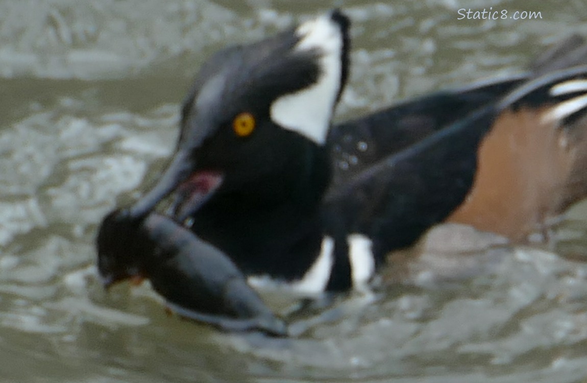 Hooded Merganser paddling on the water, holding a big crawdad in his beak