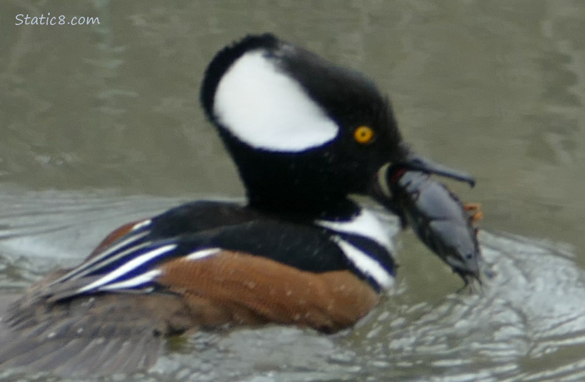 Hooded Merganser paddling on the water, holding a big crawdad
