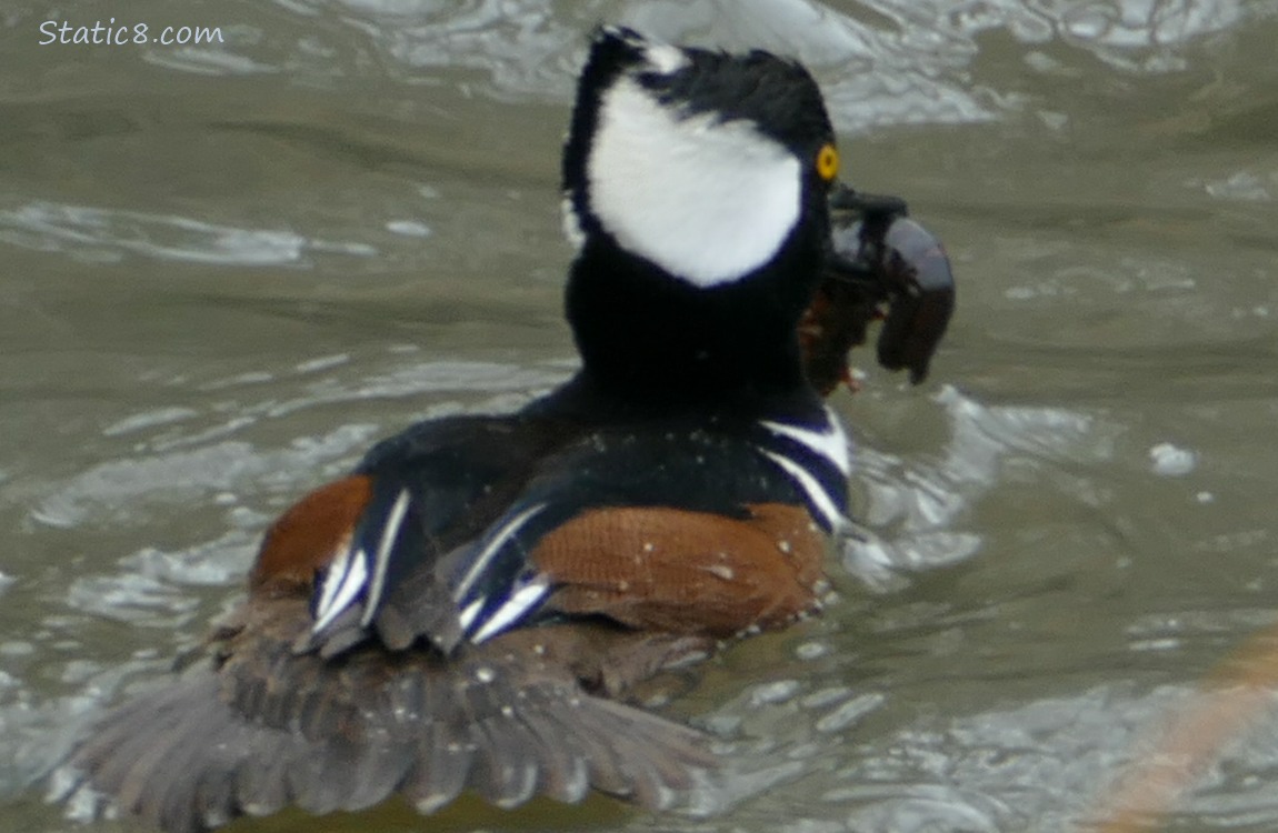 Hooded Merganser paddling on the water, holding a big crawdad