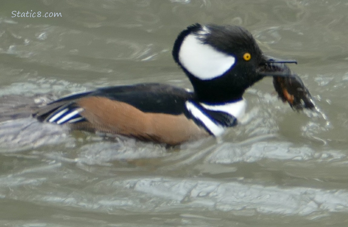 Male Hooded Merganser paddling in the water, holding something large in his beak